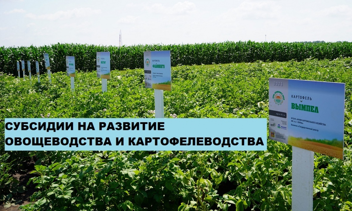 Субсидии гражданам, ведущим личное подсобное хозяйство и применяющим специальный налоговый режим